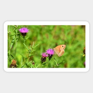 Ringlet Butterfly Sticker